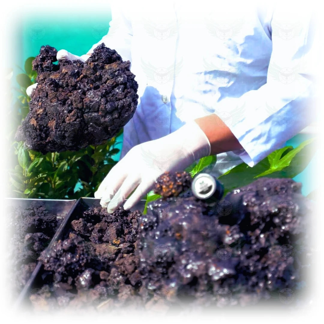 Properdex Shilajit being handled with gloves, showcasing the raw Shilajit resin during the quality inspection process